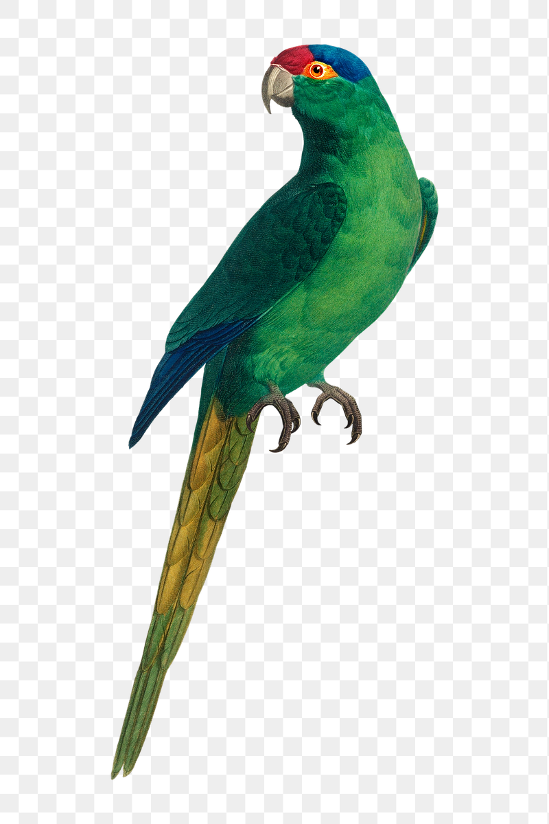 Red-crowned Parakeet png bird sticker, | Free PNG Illustration - rawpixel