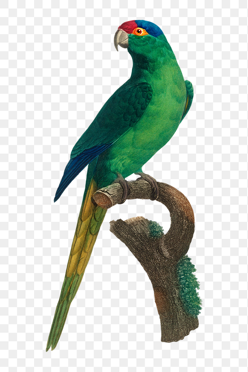 Red-crowned Parakeet png bird sticker, | Free PNG Illustration - rawpixel