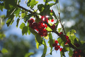 Red currant