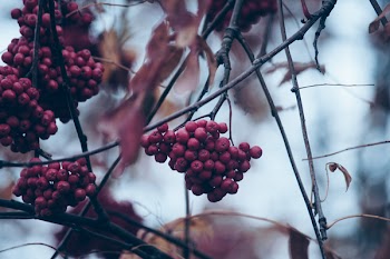 Red Currant Under White Sky