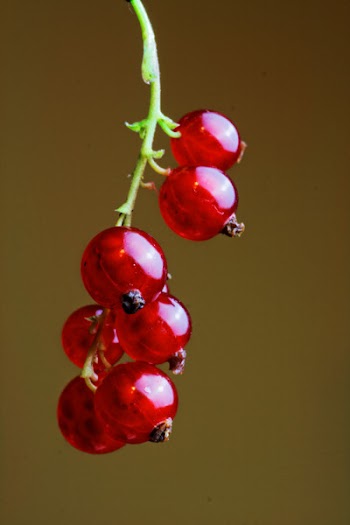 Red Currants Fruit in Close-up Photography