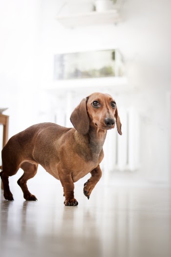 Red Dachshund