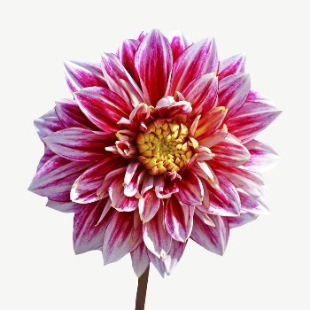 Red dahlia flower collage element | Free PSD - rawpixel