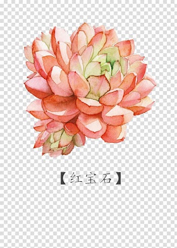 Red dahlia flower illustration, Watercolor painting Succulent plant, ruby transparent background PNG clipart