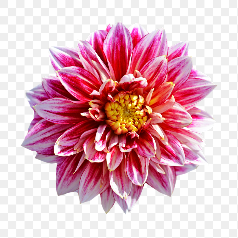 Red dahlia  png flower | Free PNG - rawpixel