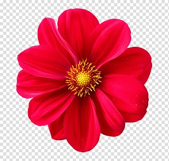 Red daisy, Flower , Dahlia Flower transparent background PNG clipart