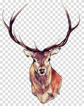 Red deer Drawing Watercolor painting Art, deer transparent background PNG clipart
