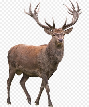 Red deer Elk Barasingha - deer 