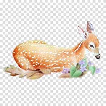 Red deer Roe deer Animal, deer transparent background PNG clipart