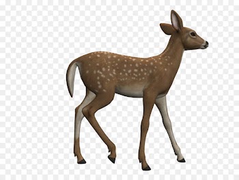Red deer White-tailed deer Roe deer Clip art - deer 