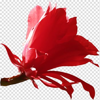 Red Diary , others transparent background PNG clipart