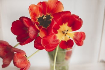 Red Display Flower Photo