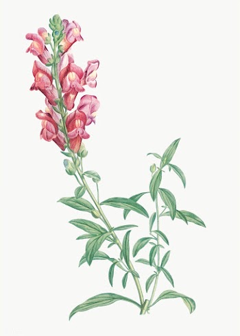 Red dragon flowers | Free stock vector - 573893