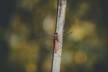 Red Dragonfly on Grey Branch