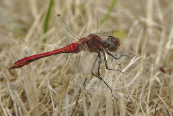 Red Dragonfly Perching on Beige Grass