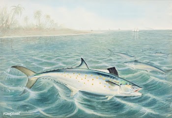Red Drum chromolithograph (1878) by Samuel Kilbourne. Original from Mu.. | Free public domain illustration - 2333152