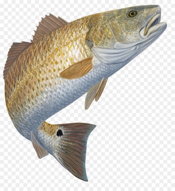 Red drum Redfish Decal Fishing Black drum - Fishing 