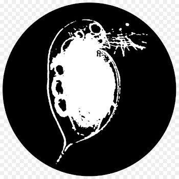 Red Emma's Bookstore Coffeehouse Daphnia magna Water flea Daphnia pulex Moina - daphnia pictogram 