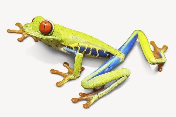 Red-eyed tree frog, animal isolated | Free PSD - rawpixel