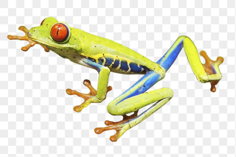 Red-eyed tree png frog sticker, | Free PNG - rawpixel