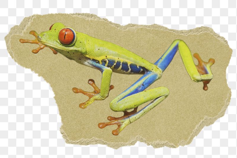 Red-eyed tree png frog sticker, | Free PNG - rawpixel