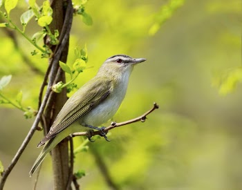 Red-eyed vireo bird. Free public | Free Photo - rawpixel