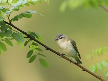 Red-eyed vireo bird. Free public | Free Photo - rawpixel