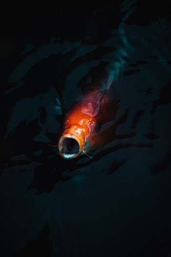 Red Fish Coming Out From Underwater To The Surface