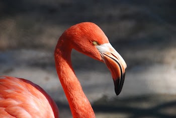 Red Flamingo