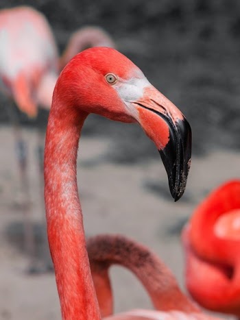 Red Flamingo