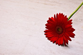 Red Flower