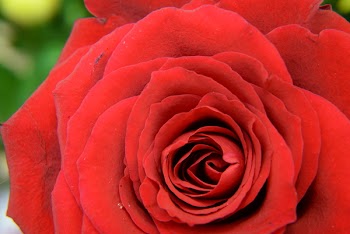 Red Flower
