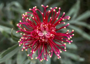 Red Flower