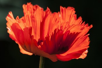 Red Flower