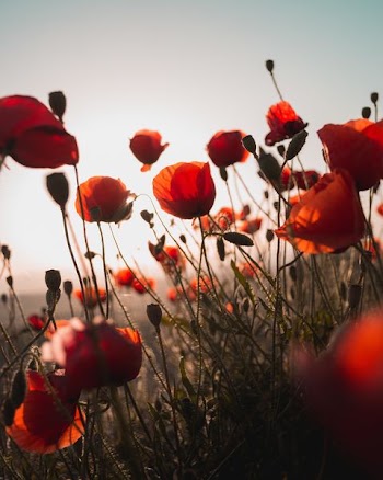 red flower