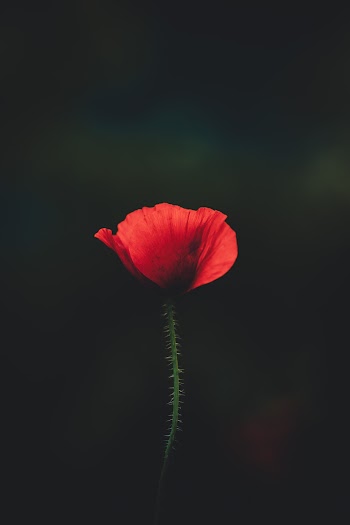 Red Flower 