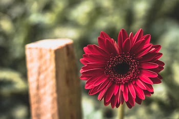 Red Flower Beside Wooden Pole
