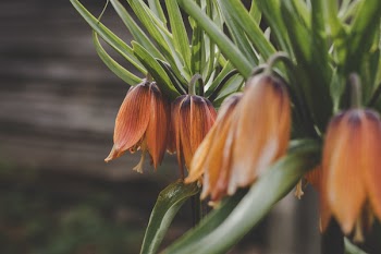 Red Flower Buds in Tilt Shift Lens Shot