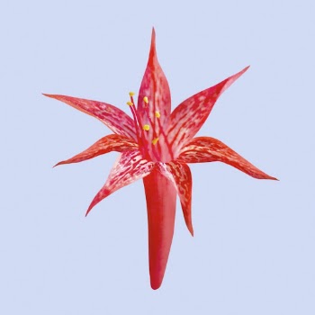 Red flower clipart, scarlet gilia | Free PSD - rawpixel