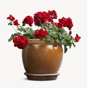 Red flower collage element psd | Free PSD - rawpixel