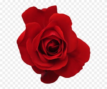 Red Flower Crown Transparent Forever &amp; A - Rose Tumblr Transparent