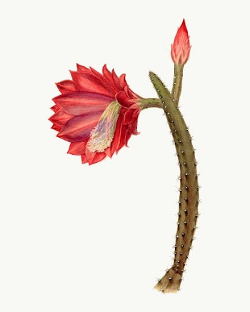 Red flower drawing, aesthetic vintage | Free Vector Illustration - rawpixel