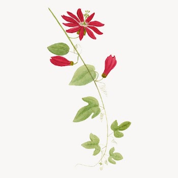 Red flower drawing, aesthetic vintage | Free Vector - rawpixel