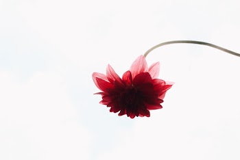 Red Flower Illustration