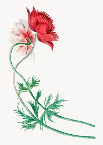 Red flower illustration vector, remixed from… | Free stock illustration | High Resolution graphic