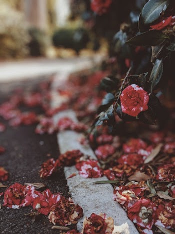 Red Flower in Bloom