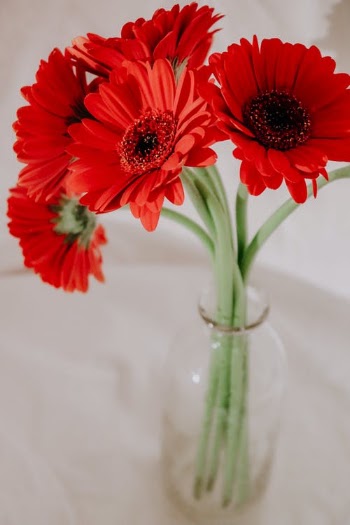 Red Flower in Clear Glass Vase · Free Stock Photo