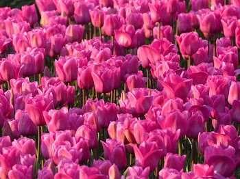 Red Flower Lot