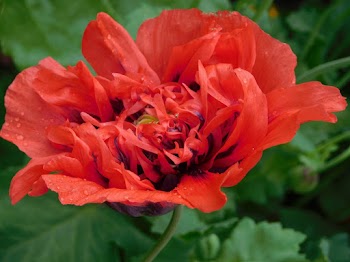Red Flower Macro Photography