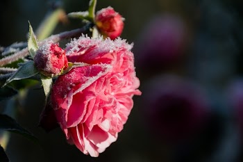 Red Flower on Macro Shot